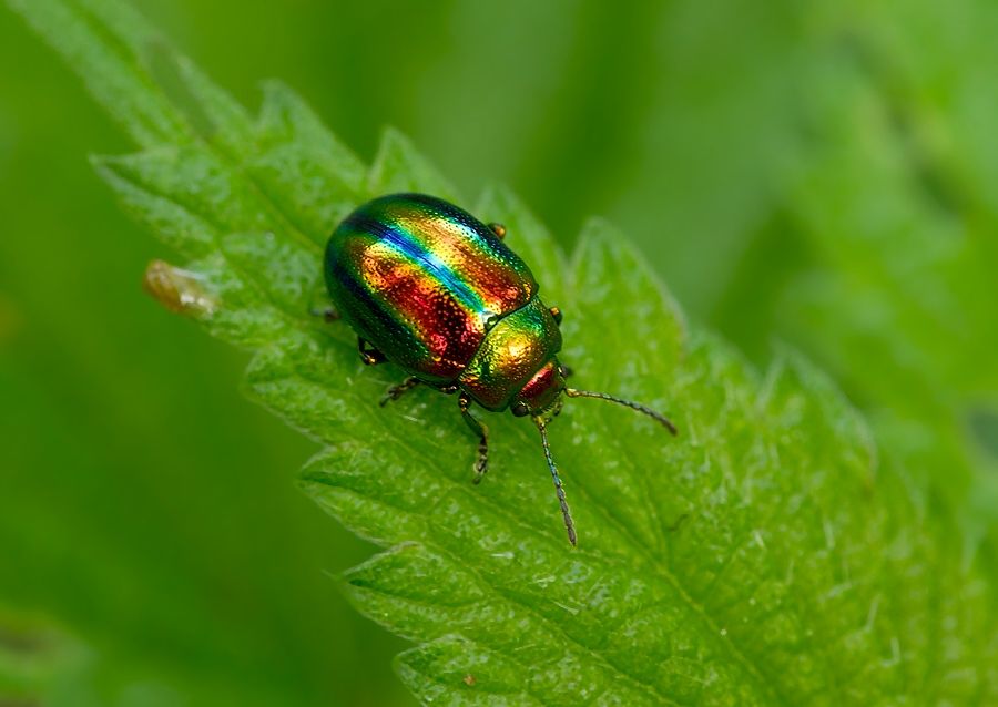 Chrysolina fastuosa
