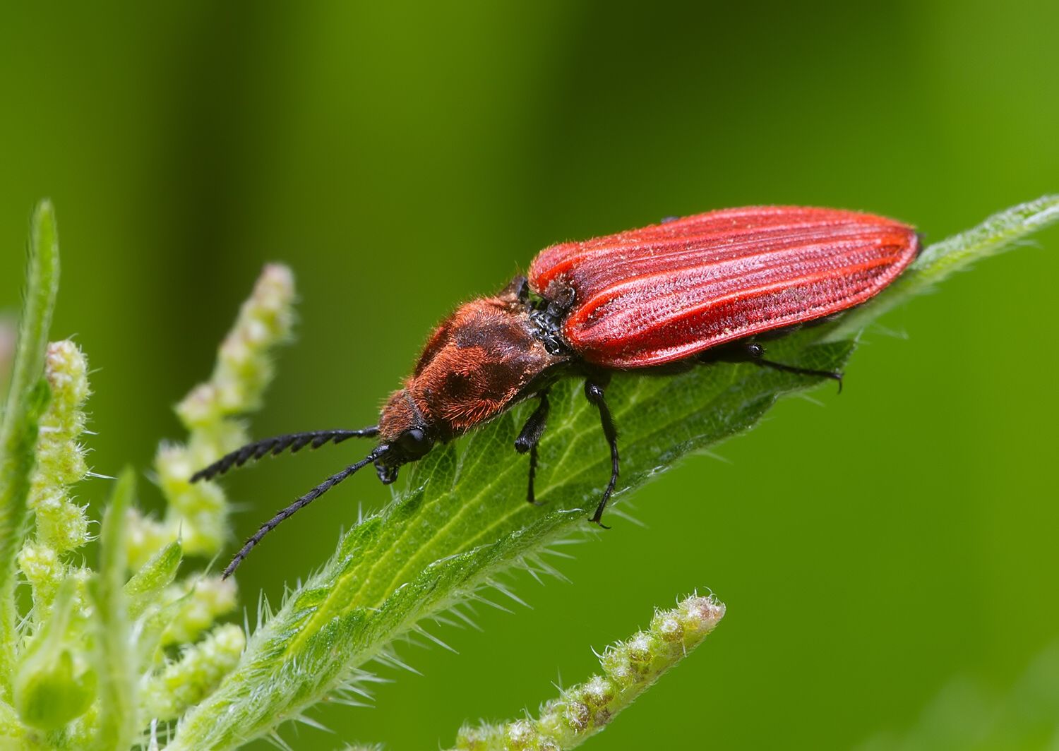 Anostirus purpureus
