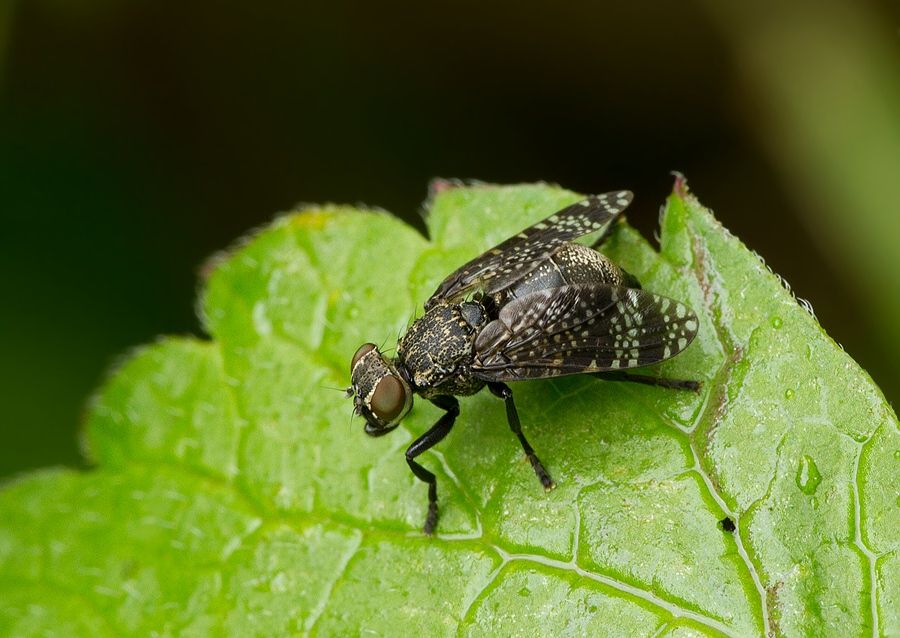 Platystoma seminatione