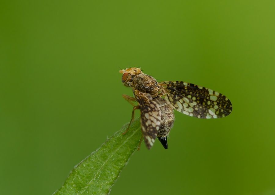 Oxyna flavipennis