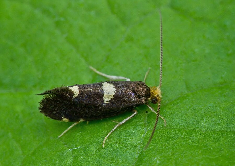 Incurvaria oehlmanniella