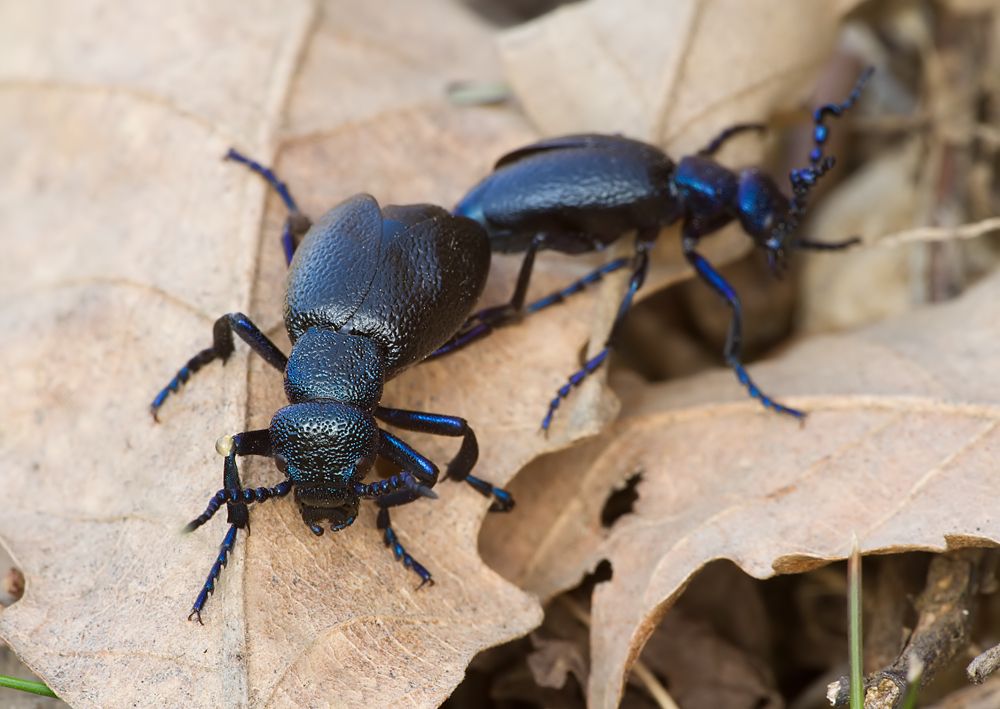 Meloe proscarabaeus