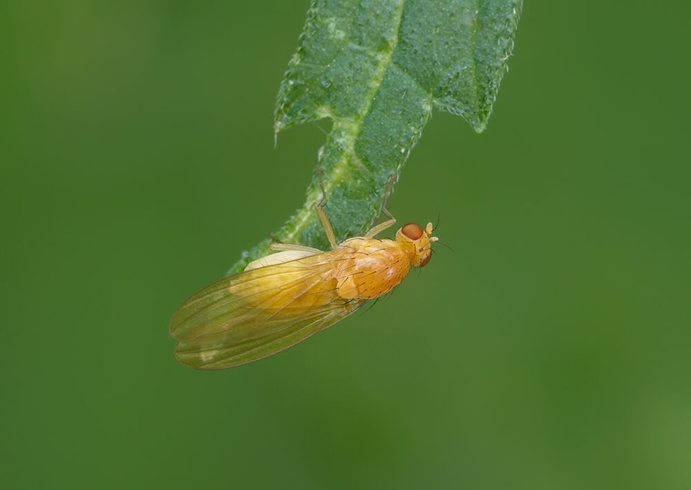 Meiosimyza laeta