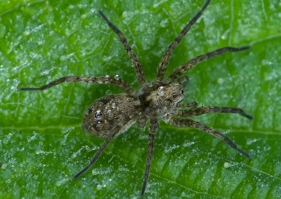 Pardosa cf. amentata