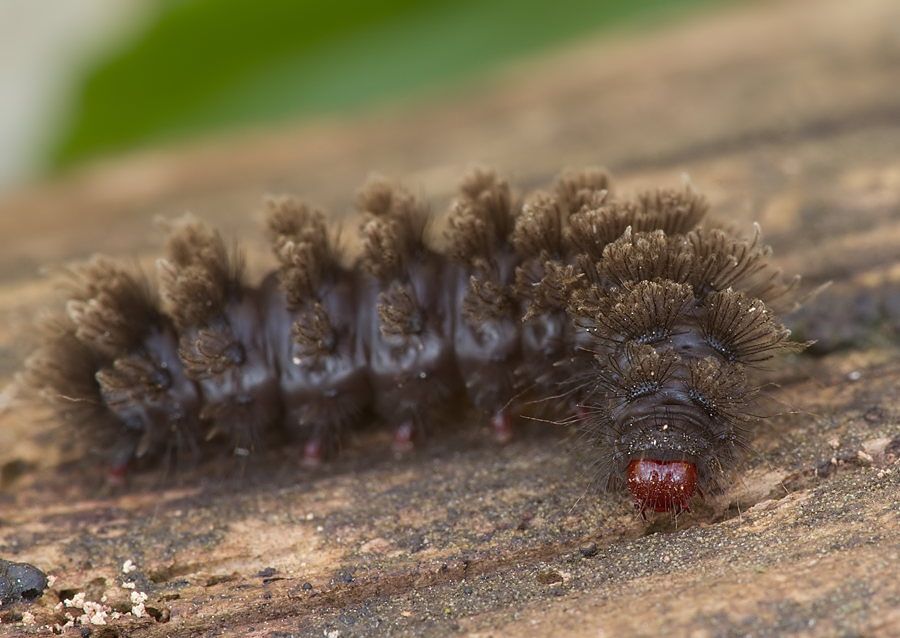 Amata phegea