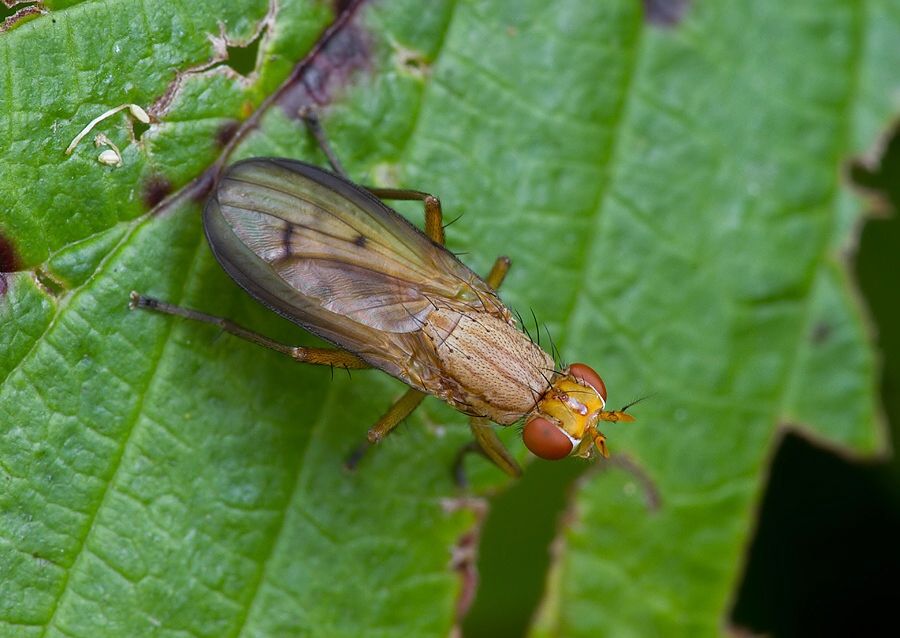 Tetanocera elata