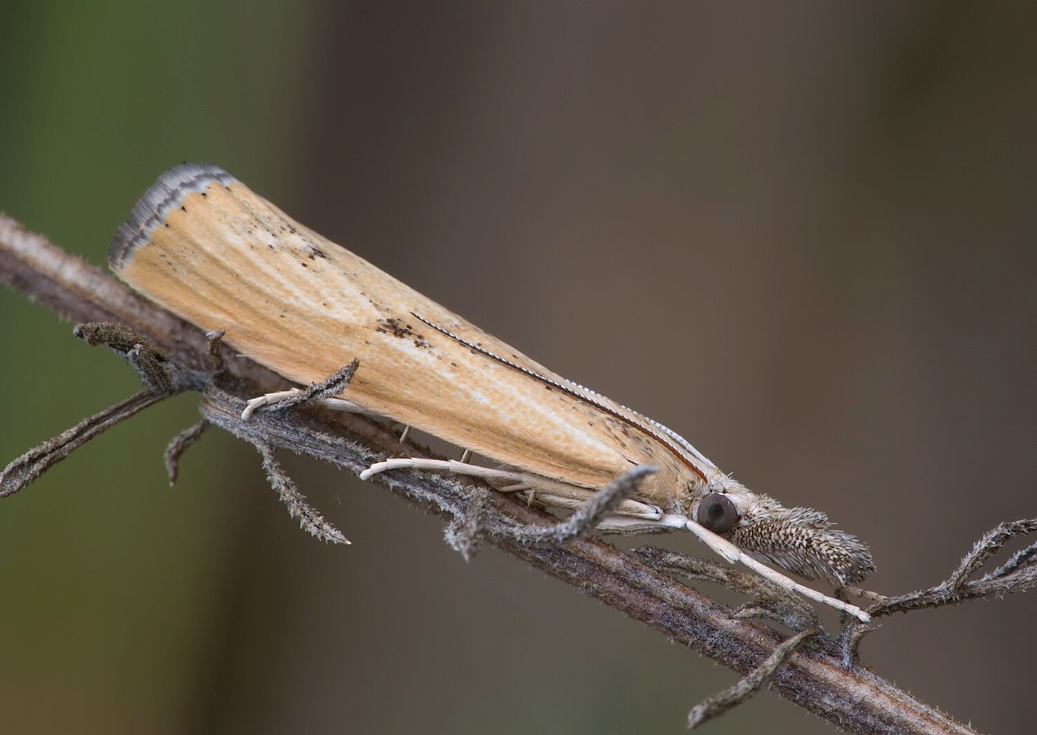 Agriphila inquinatella