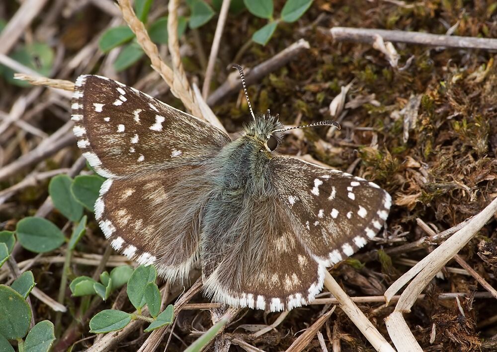 Pyrgus armoricanus