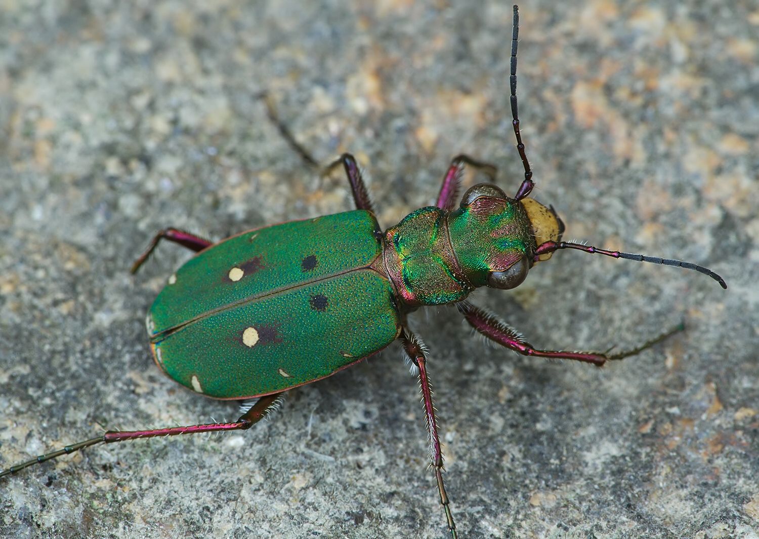Cicindela campestris