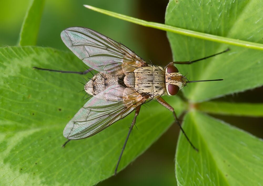 Prosena siberita