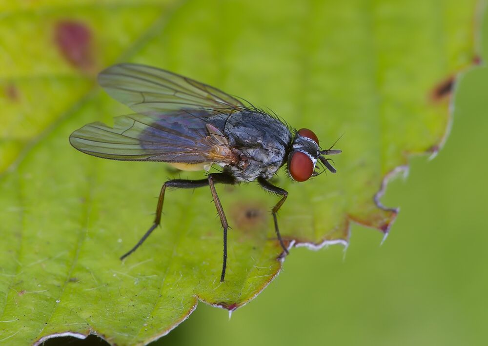 Emmesomyia grisea