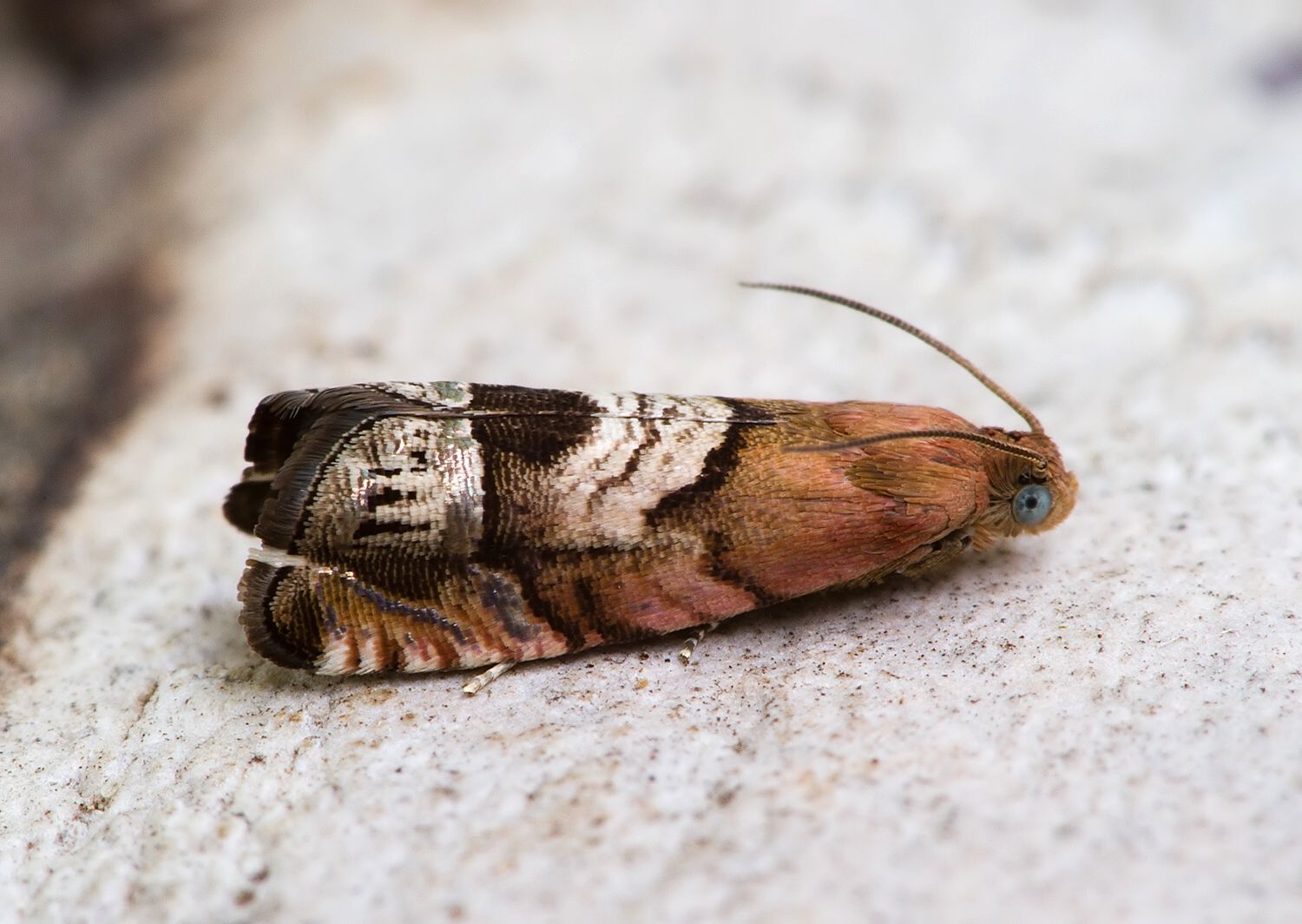 Cydia interscindana