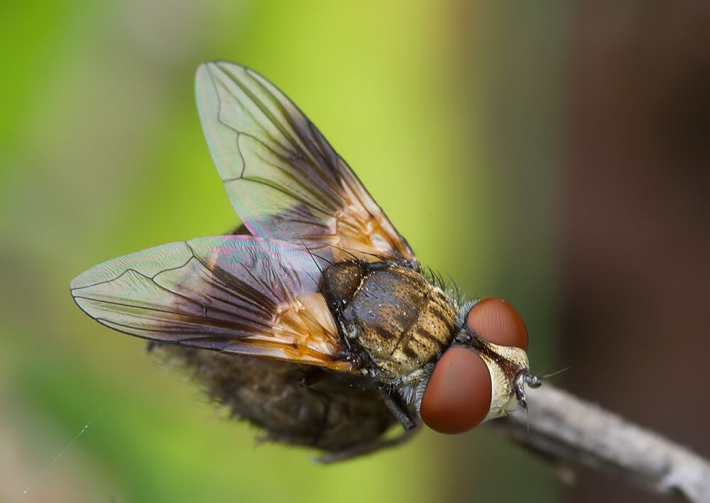 Ectophasia crassipennis