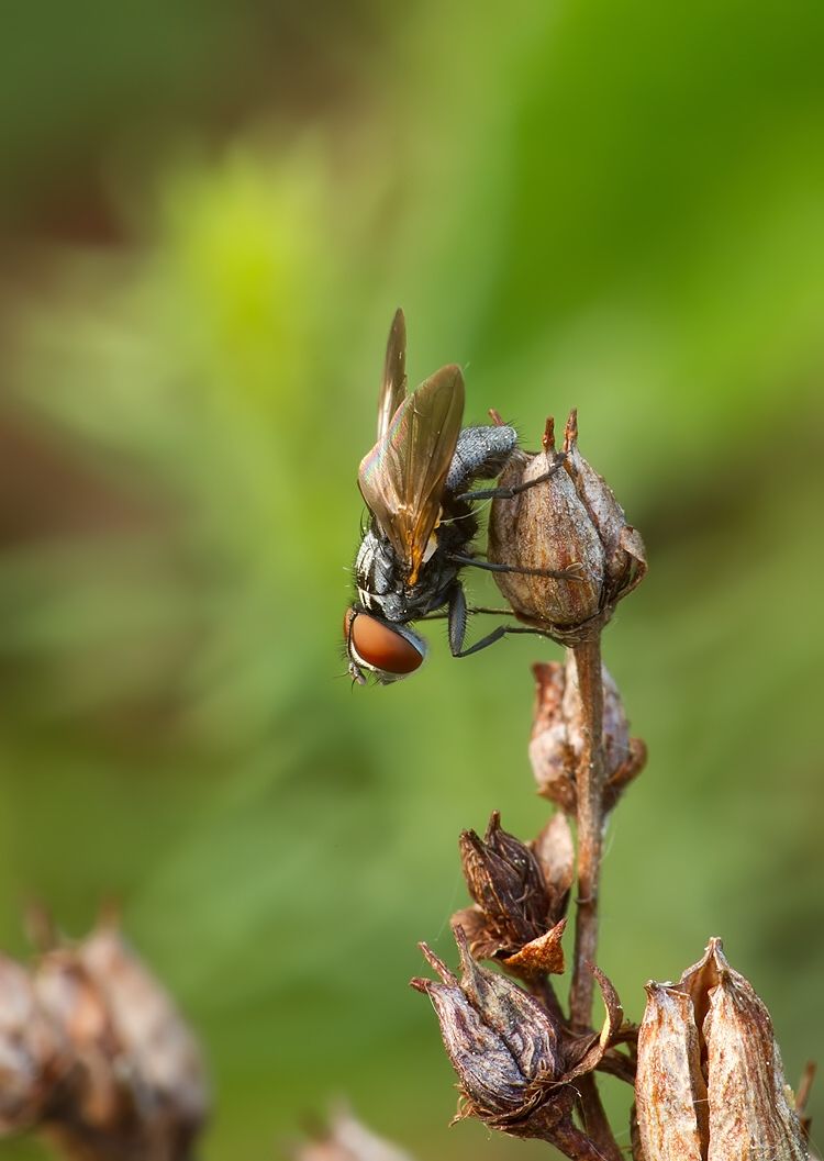 Phasia obesa