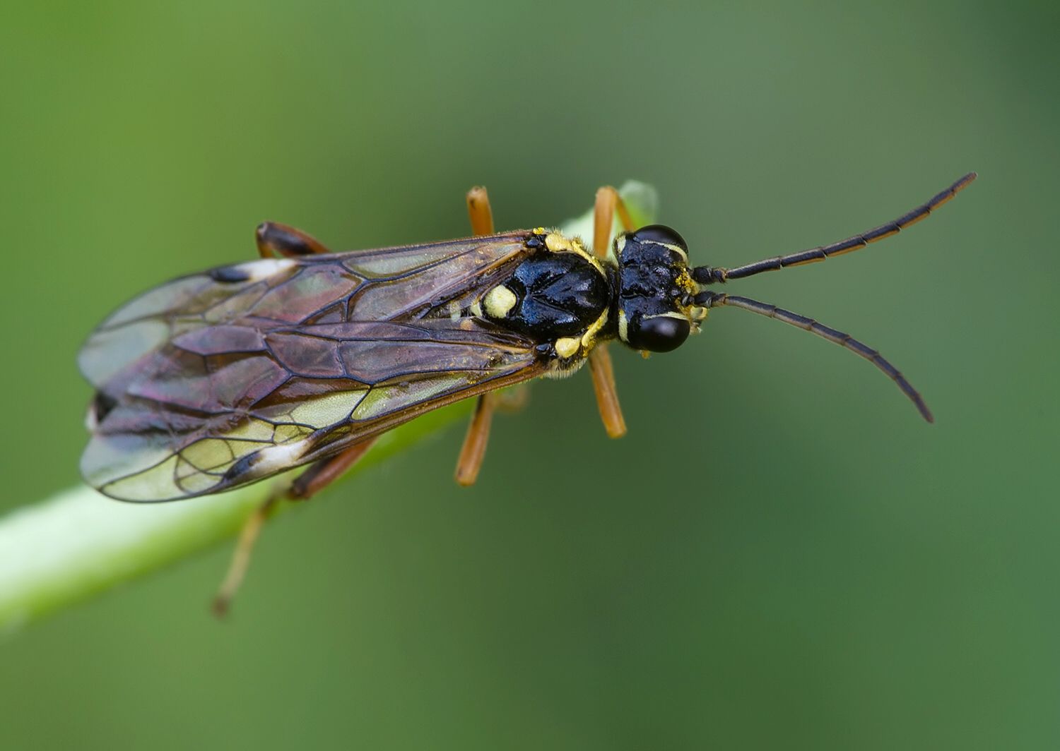 Tenthredopsis stigma