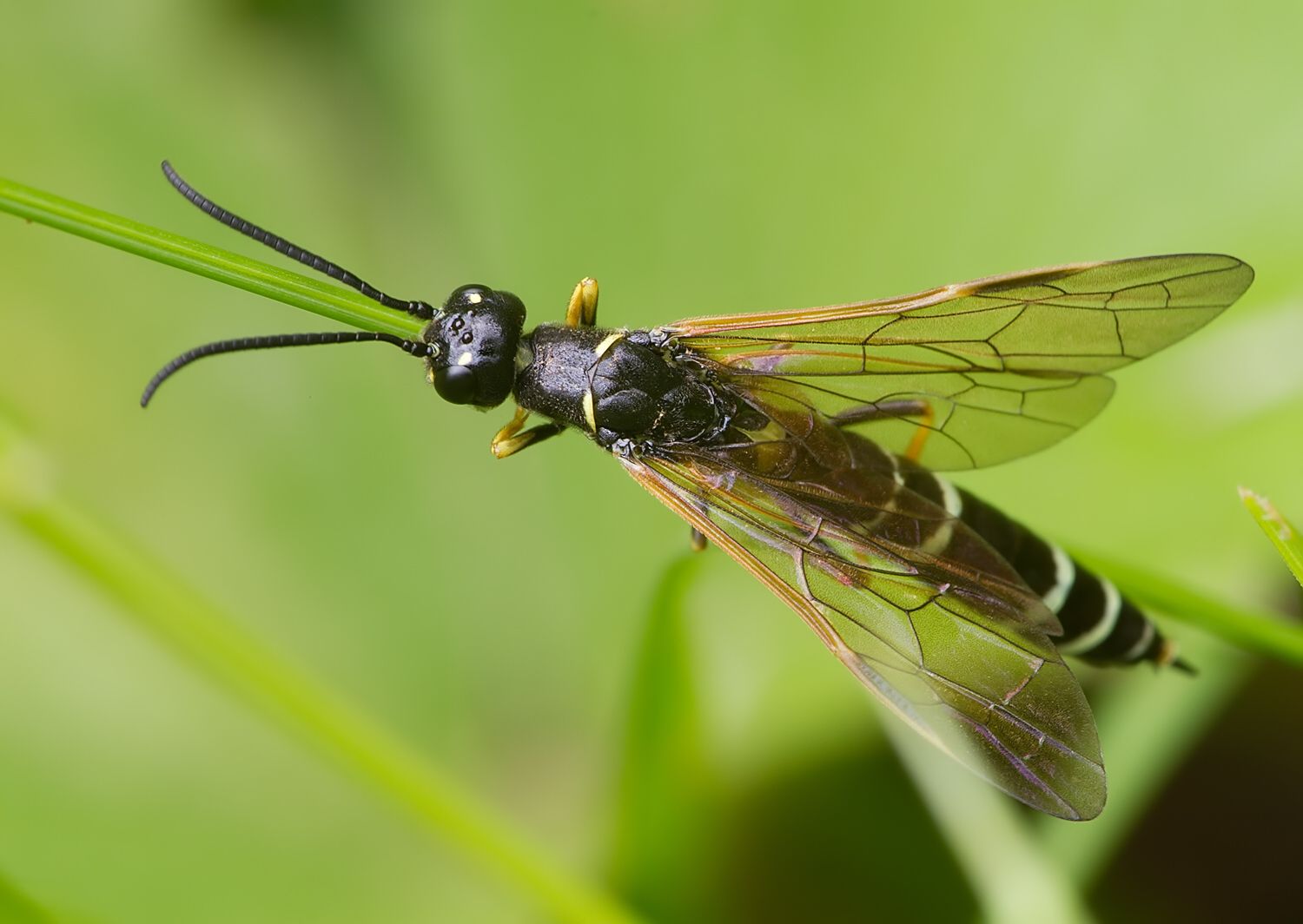 Hartigia linearis