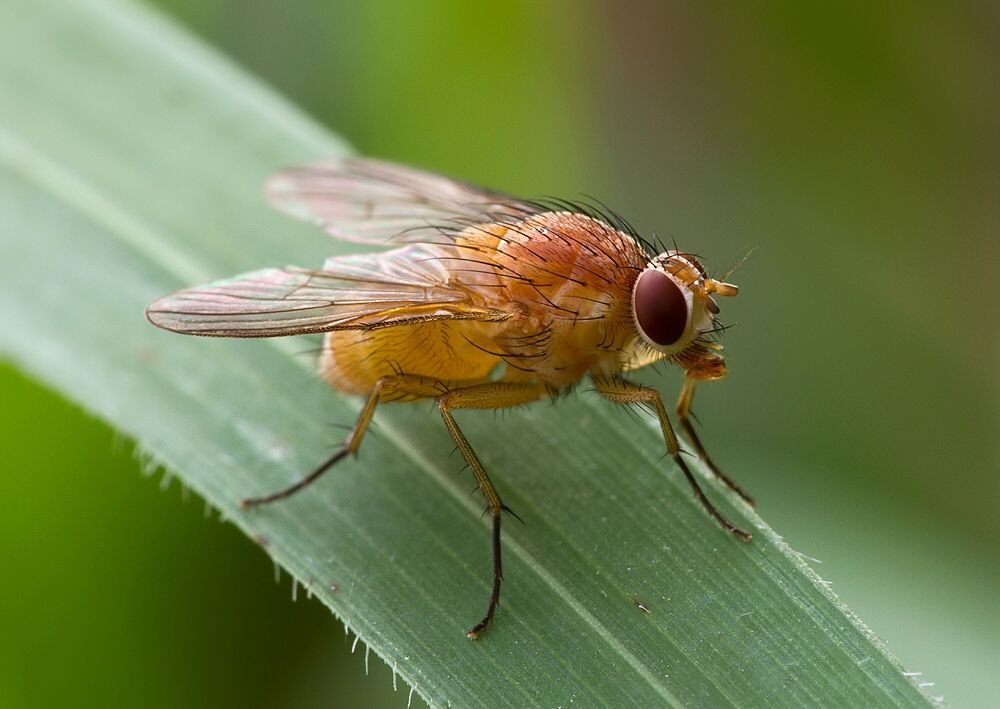 Pegomya testacea