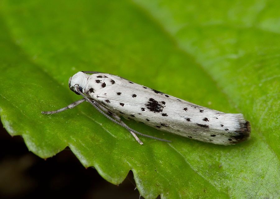 Yponomeuta plumbella