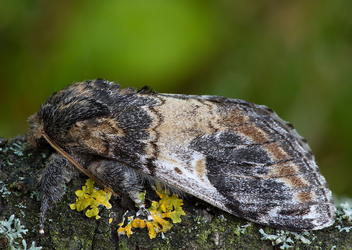 Notodonta tritophus