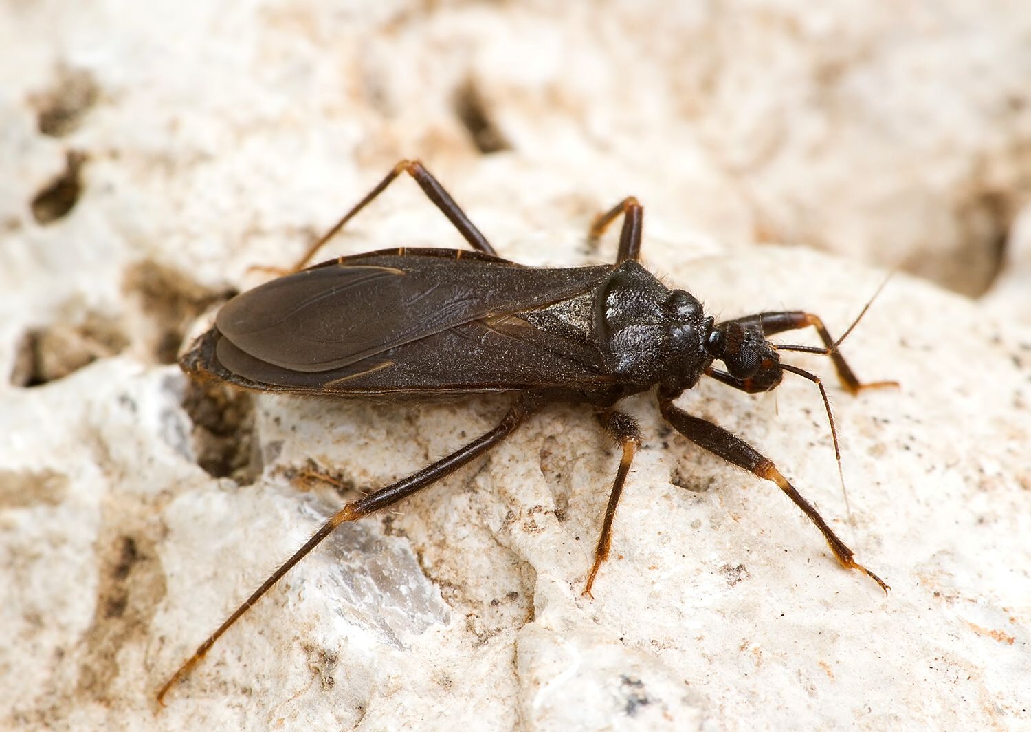 Reduvius personatus