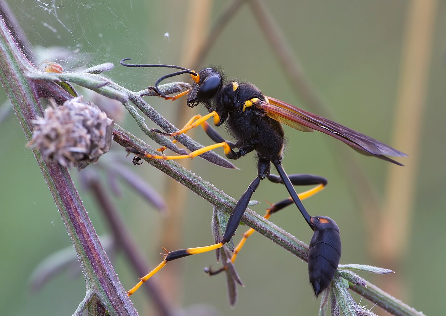 Sceliphron caementarium