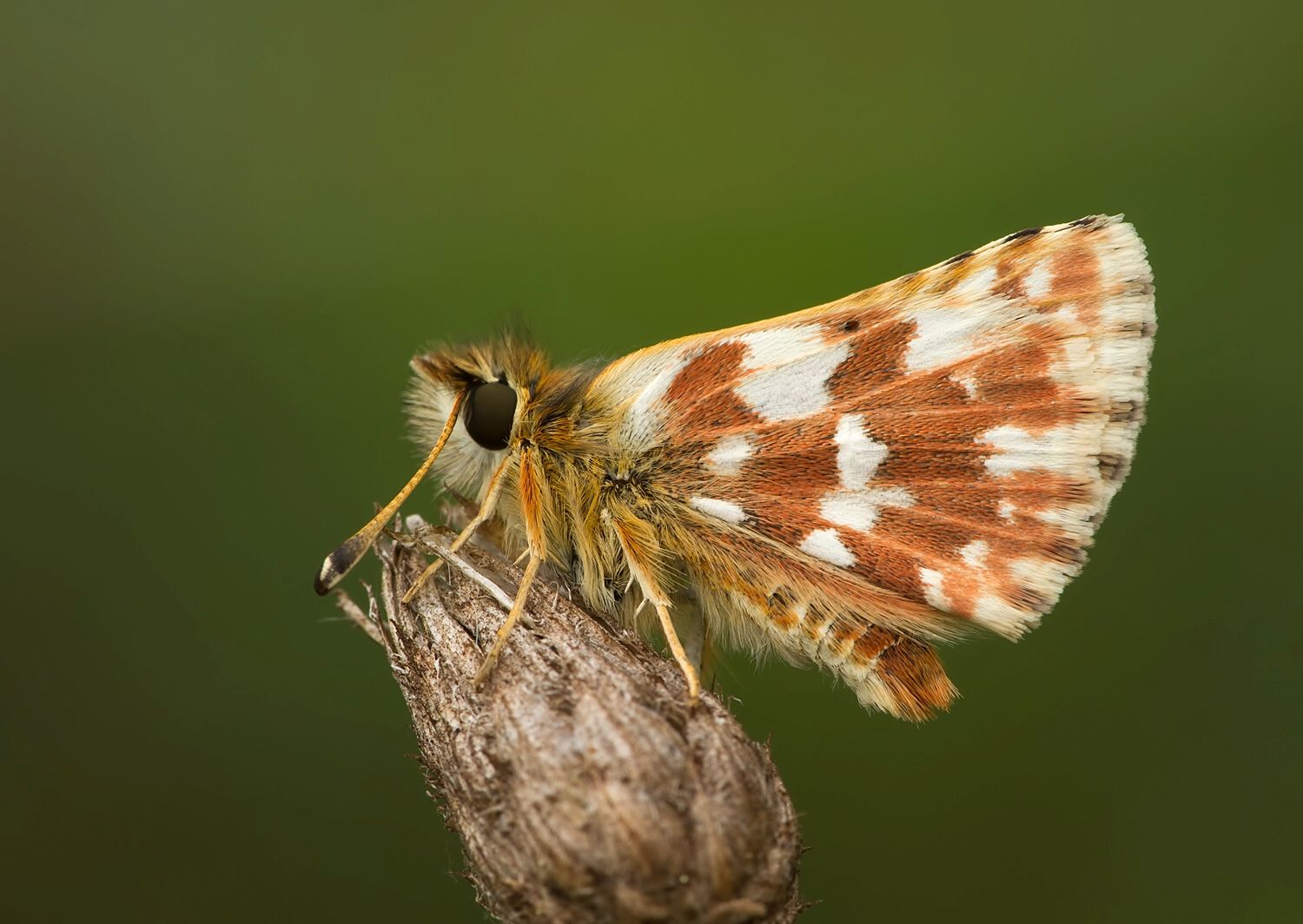 Spialia sertorius