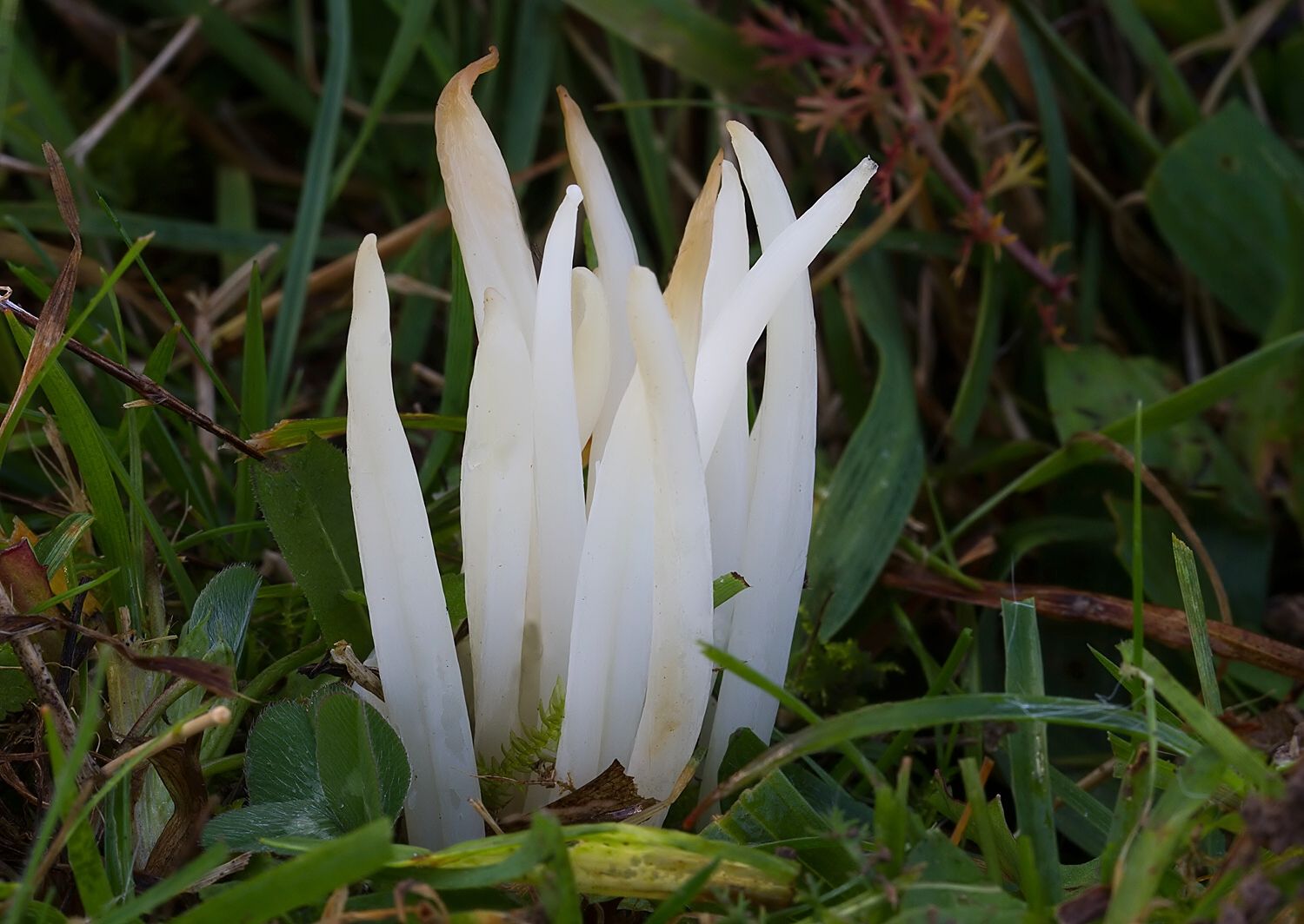 Clavaria fragilis