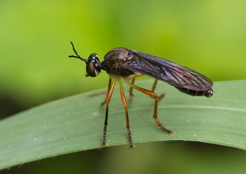 Dioctria bicincta