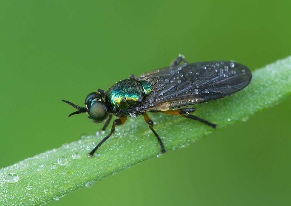 Beris fuscipes