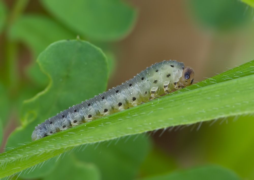 Sciapteryx consobrina