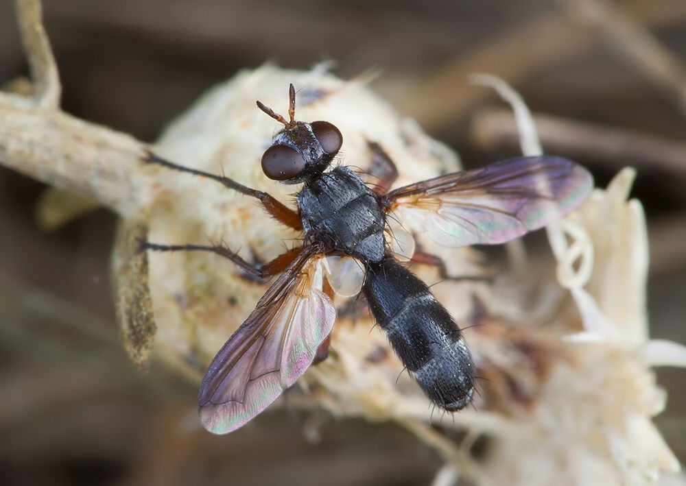 Cylindromyia rufipes cf.