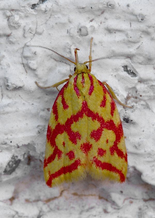 Hypercallia citrinalis