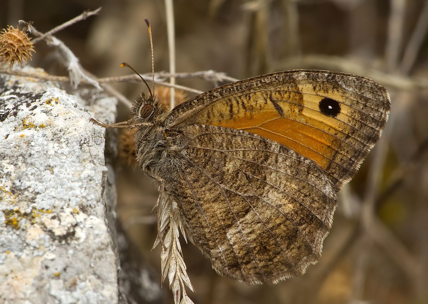 Arethusana arethusa