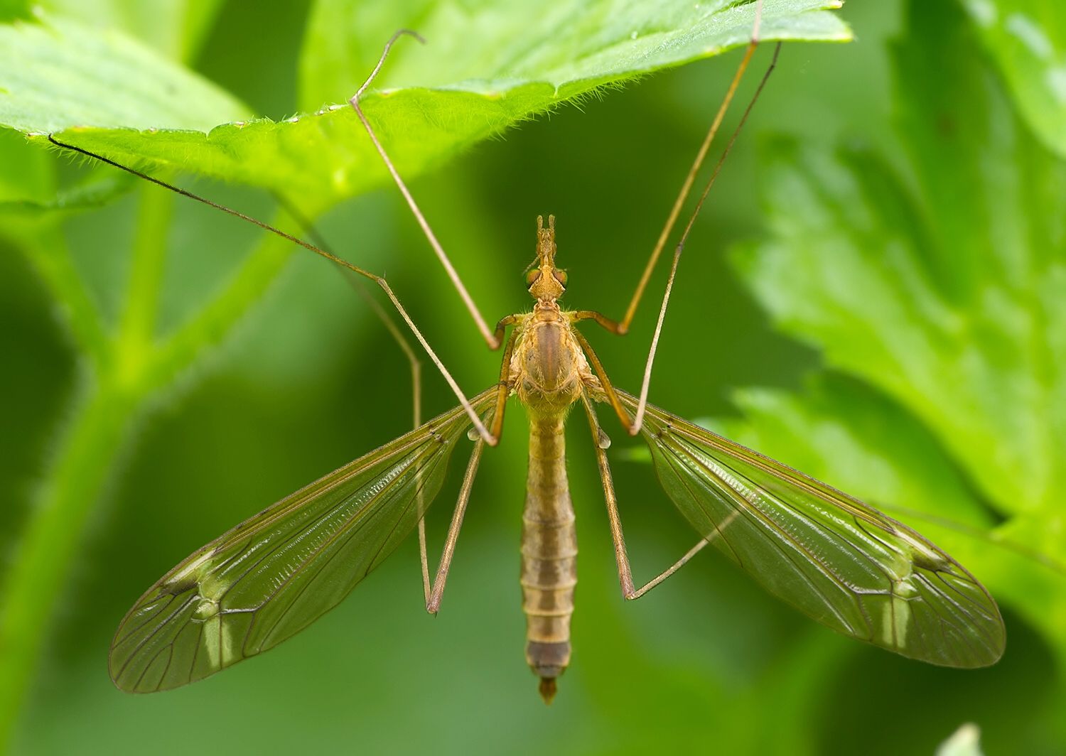 Tipula lunata