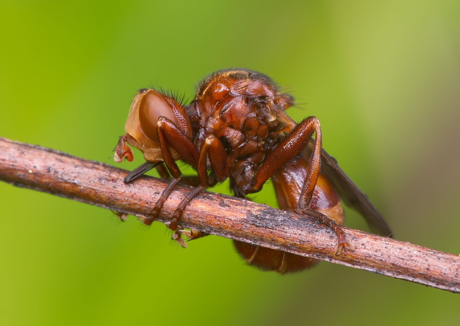 Sicus ferrugineus