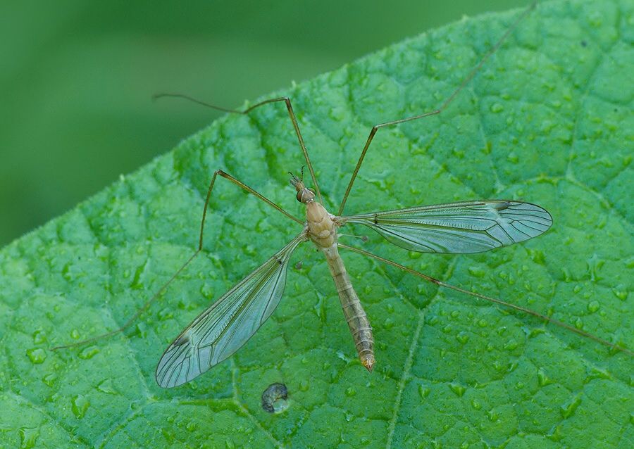 Tipula lunata