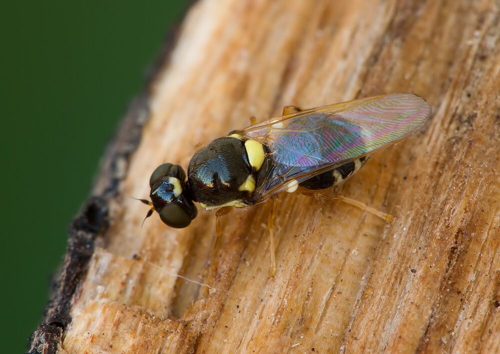Oxycera pygmaea cf.