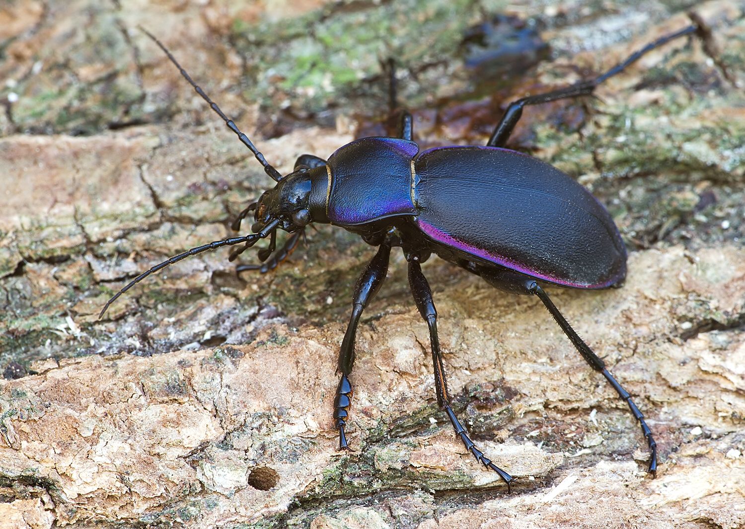 Carabus violaceus