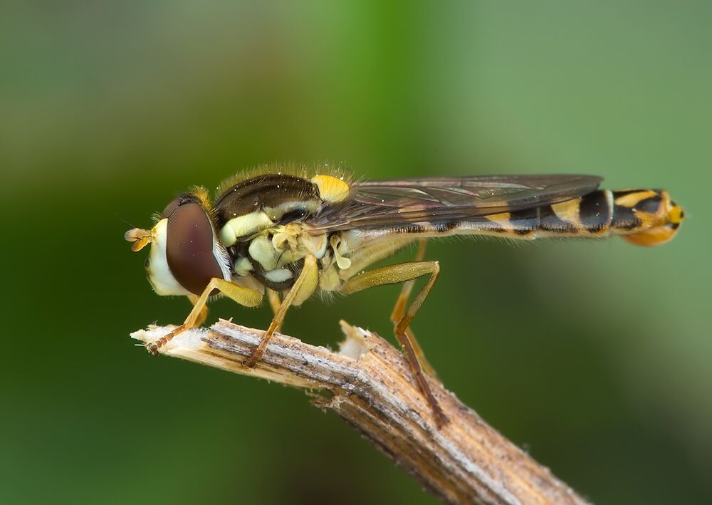 Sphaerophoria scripta