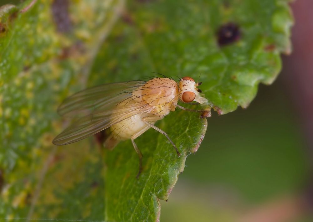 Meiosimyza subfasciata