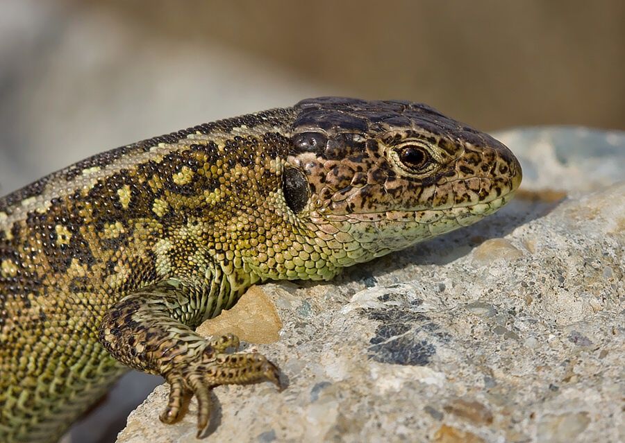 Lacerta agilis