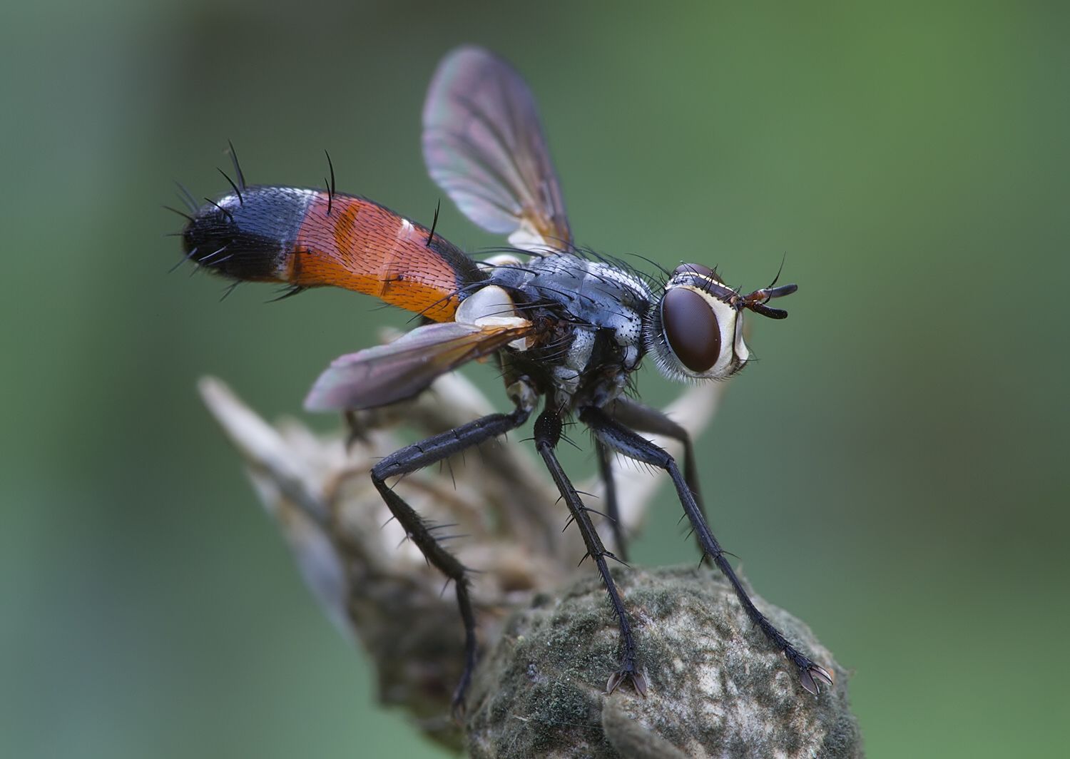 Cylindromyia brassicaria