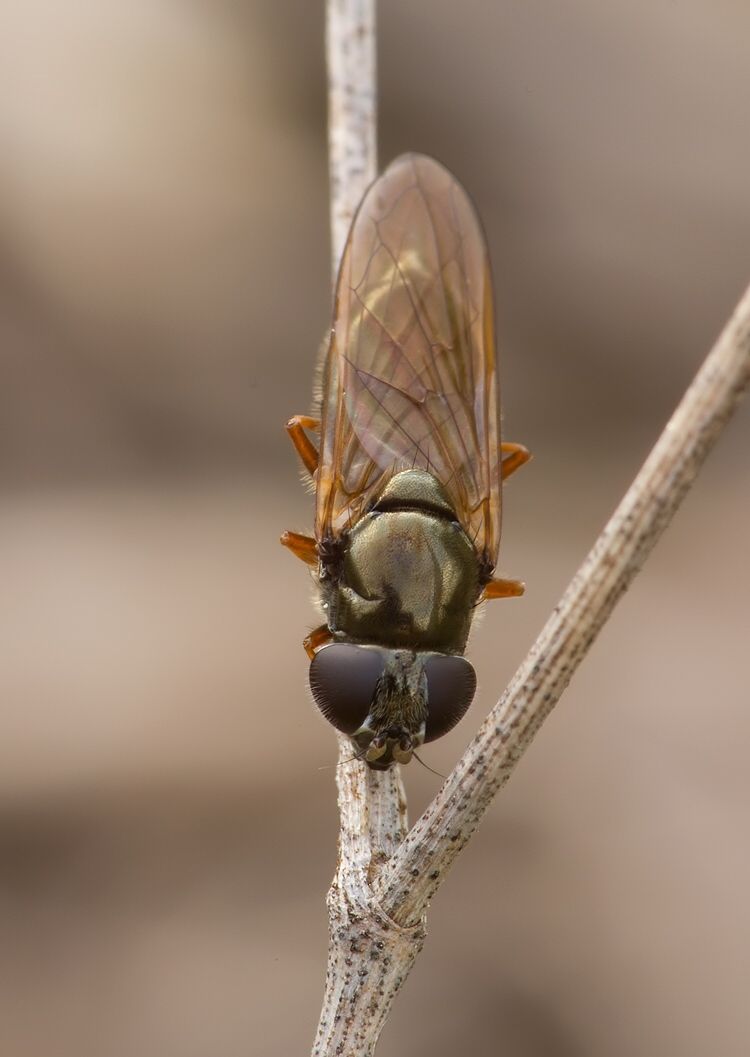 Cheilosia urbana cf.