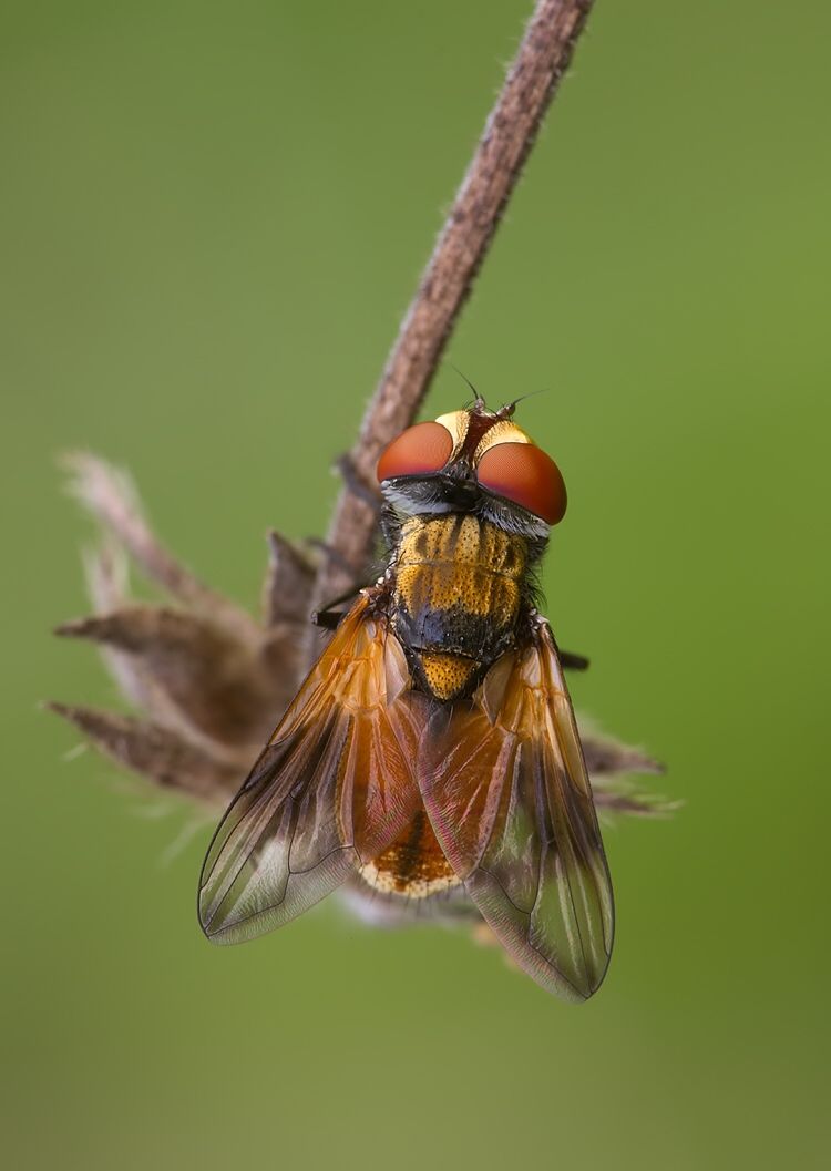 Ectophasia crassipennis