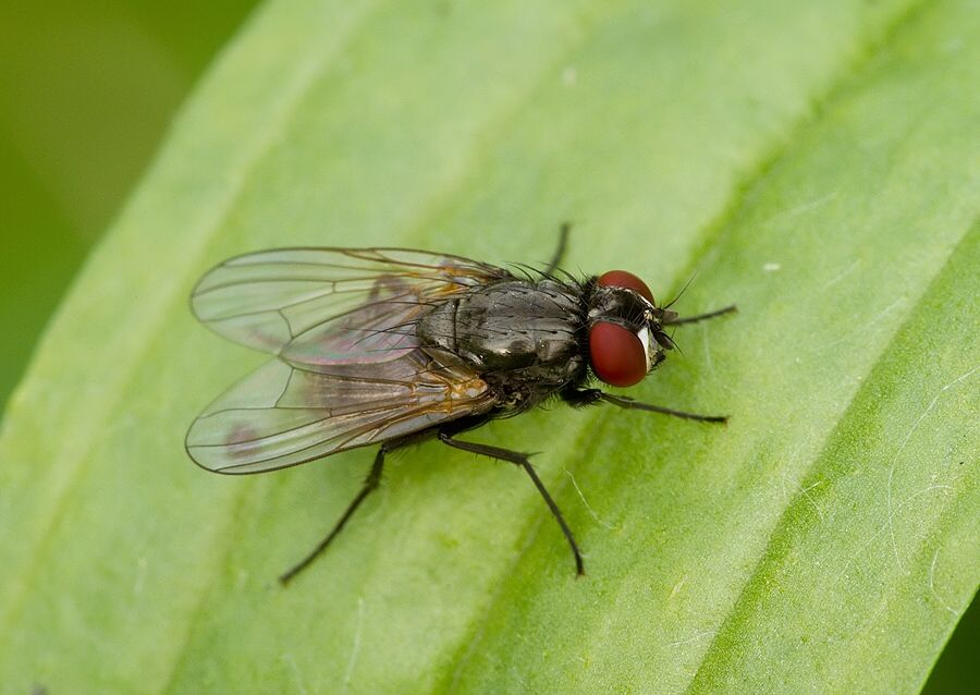 Hydrotaea irritans