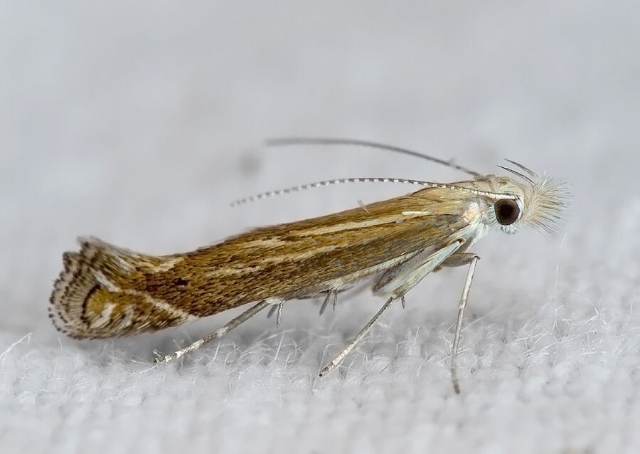 Isophrictis striatella