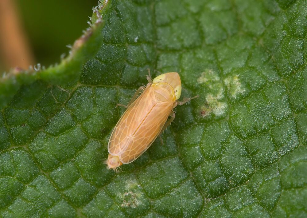 Arocephalus languidus