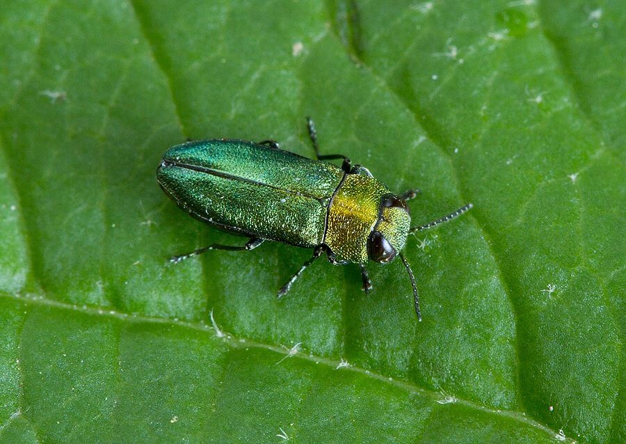 Anthaxia nitidula