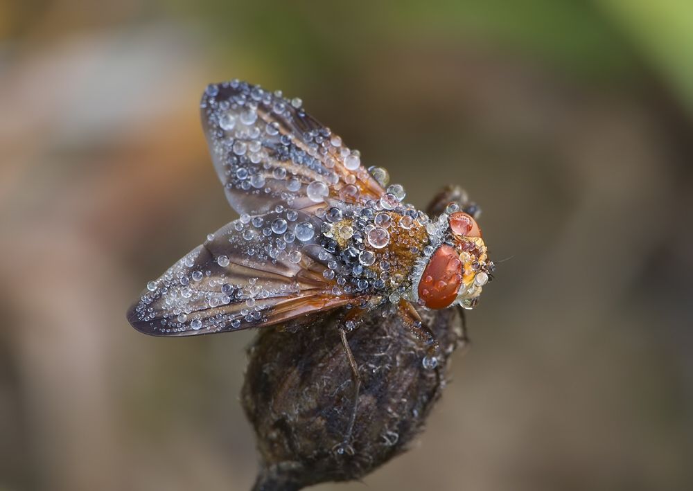 Ectophasia crassipennis