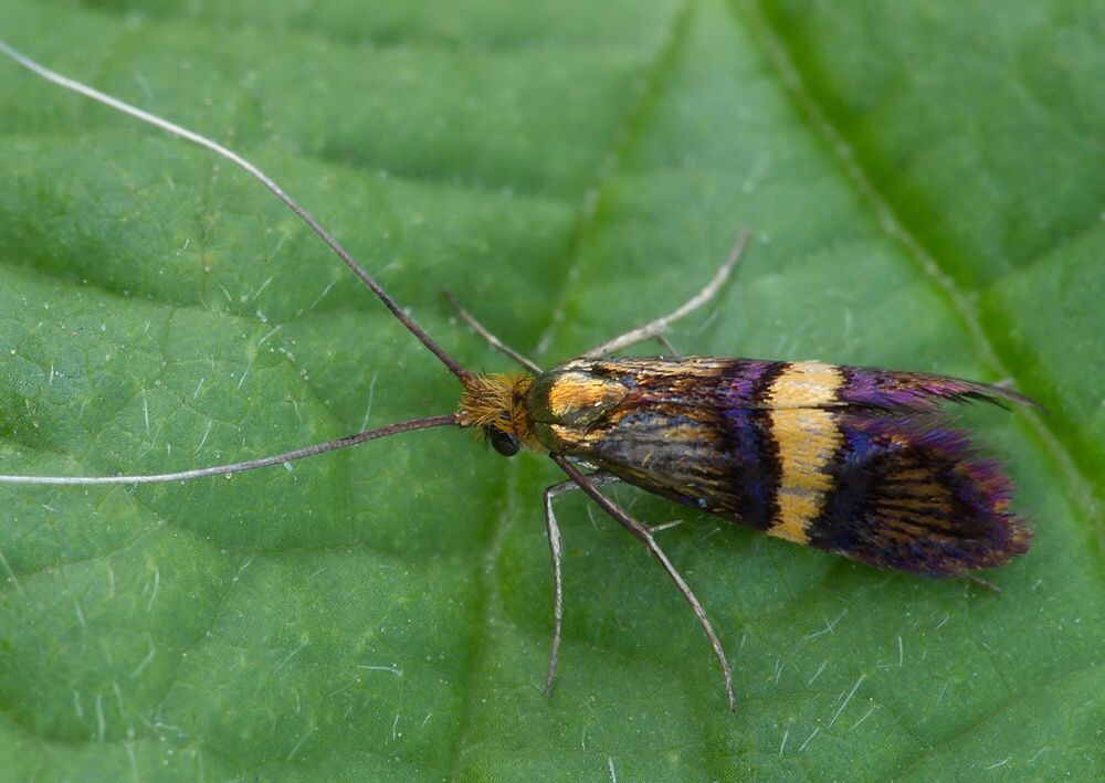 Adela croesella